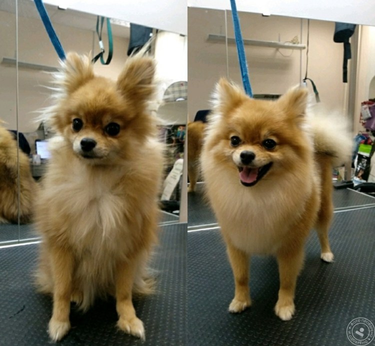 Груминг шпица лисьего типа