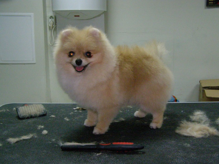 Грумминг шпица