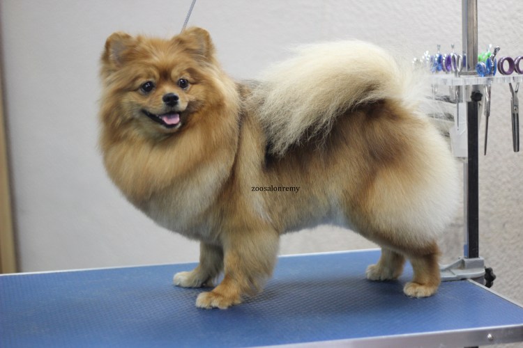 Шпиц линии стрижки