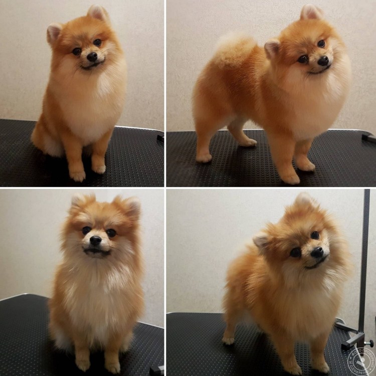 Выставочная стрижка шпица