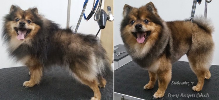 Стрижка собак до и после шпиц