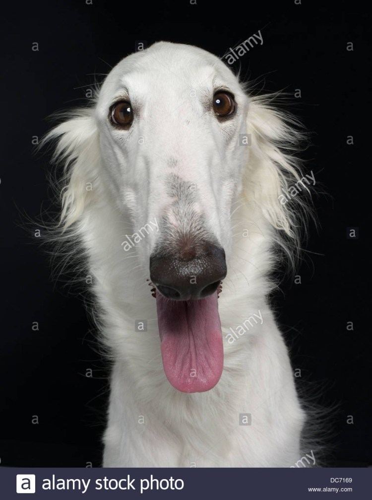 Русская псовая борзая анфас