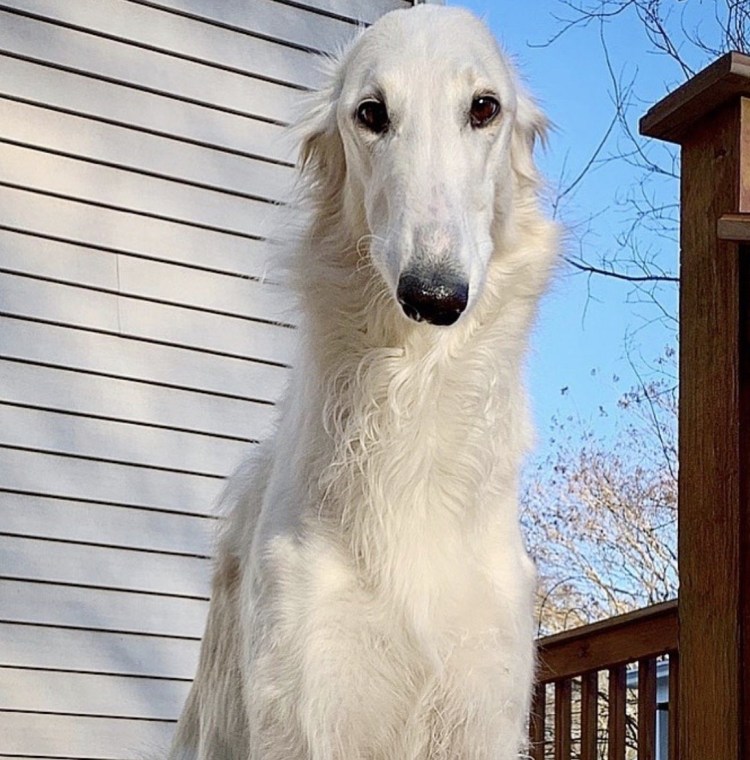 Борзая Эрис собака