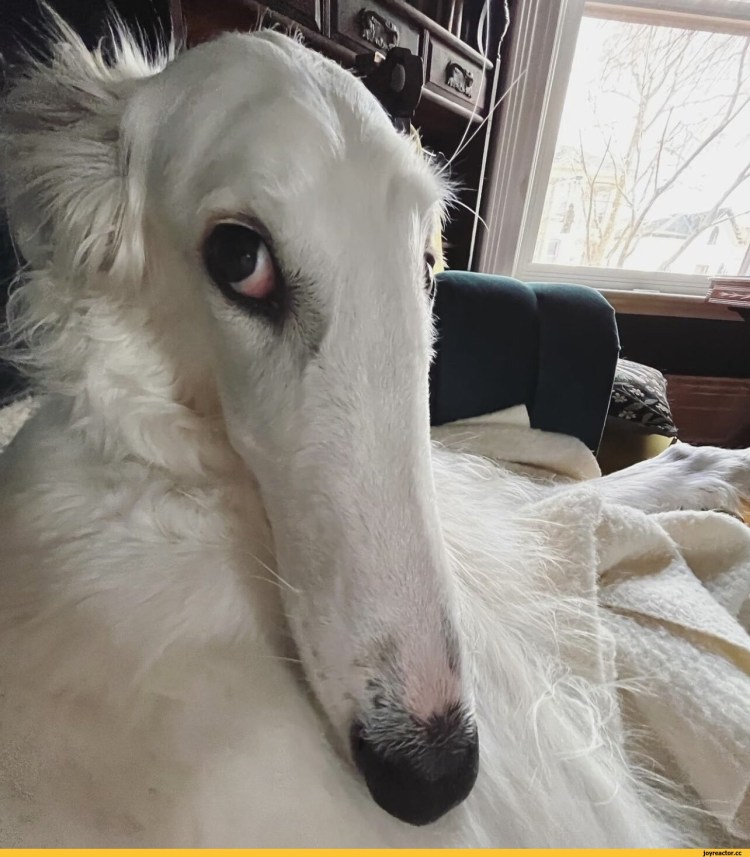 Беременная русская борзая