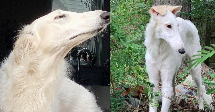 Русская борзая Эрис