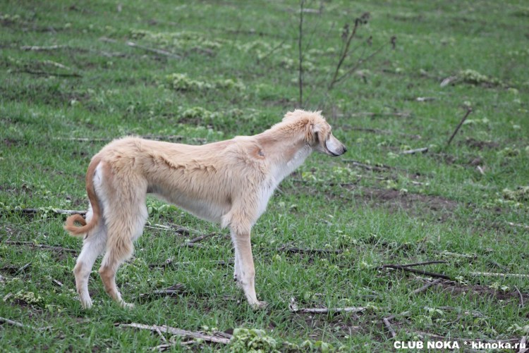 Borzoi Werewolf