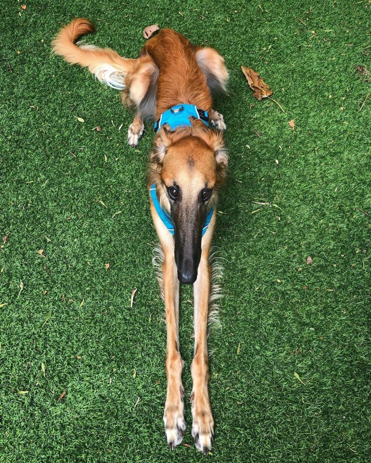 Борзая Эрис