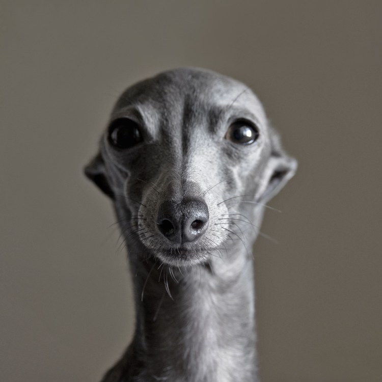 Русская псовая борзая белая