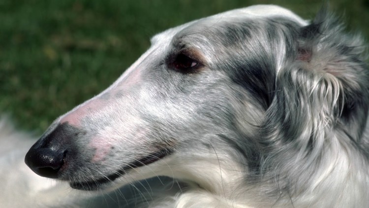 Афганская борзая