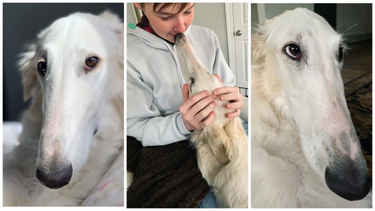 Русская борзая Эрис