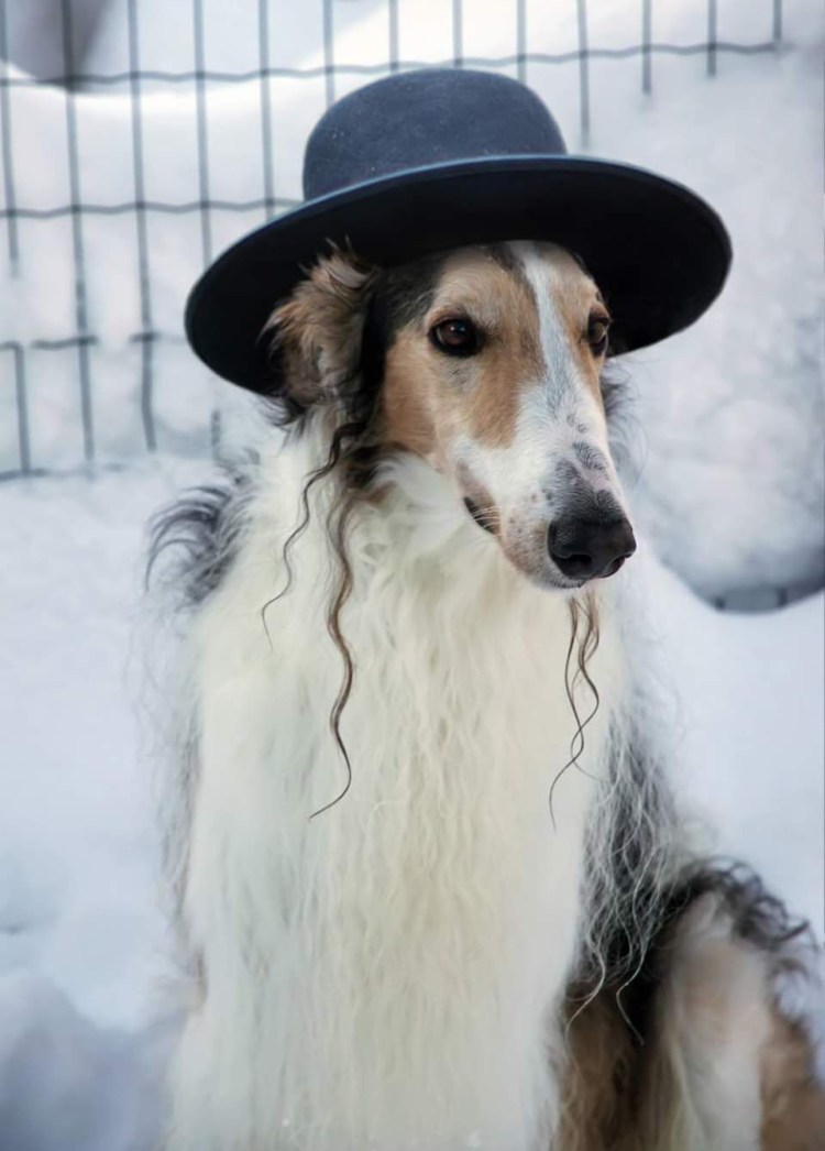 Русская псовая борзая смешная