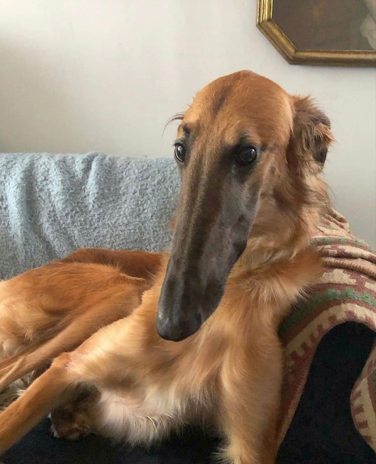 Борзая Эрис собака