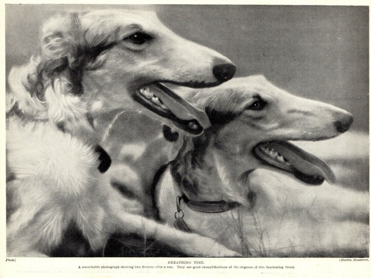 Борзая кардинала