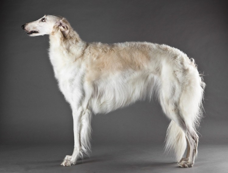 Псовая борзая aesthetic