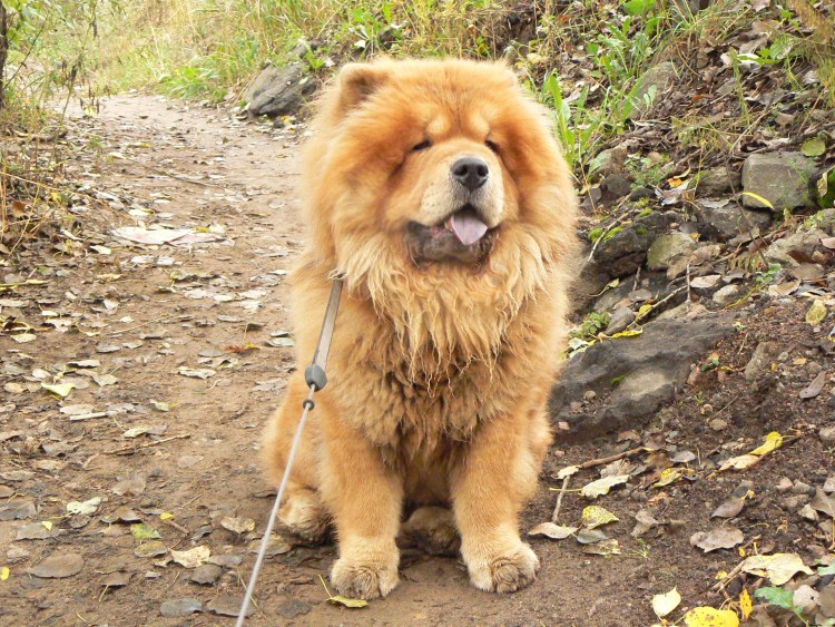 Чау чау рост