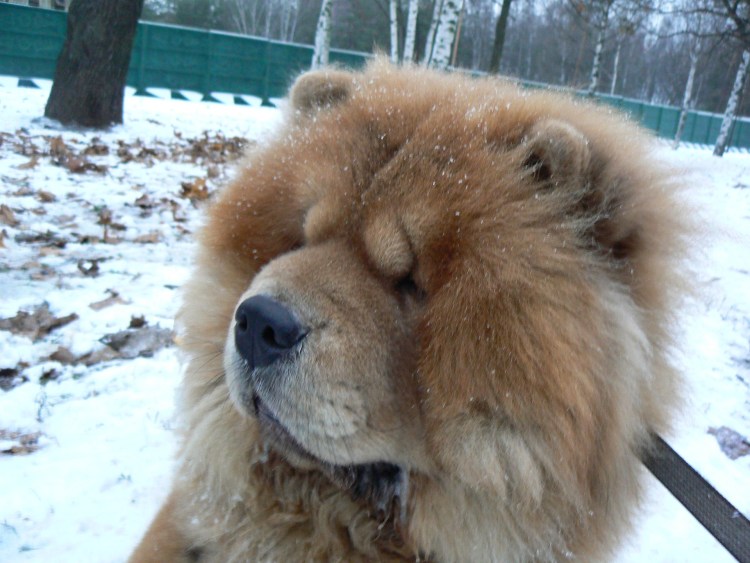 Щенки чау-чау