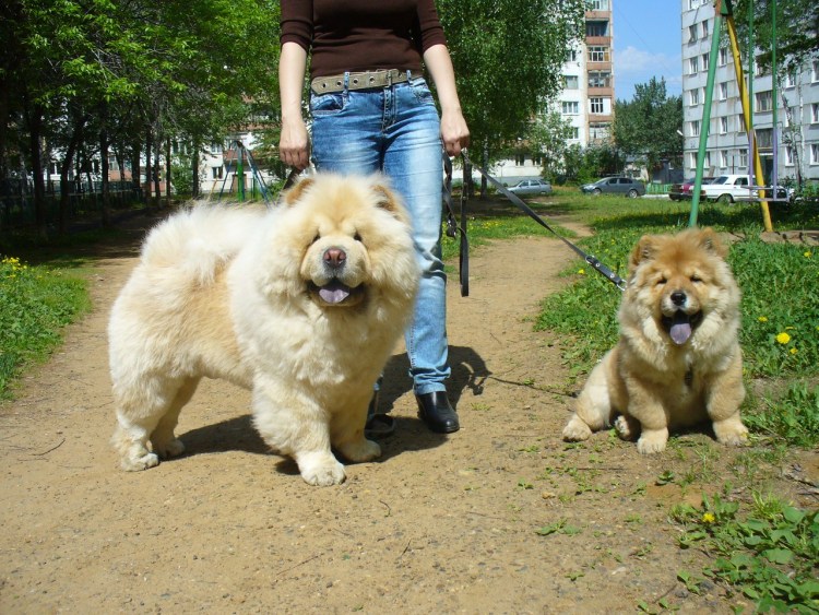 Чао-Чао собака рост