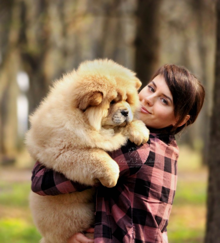 Чао Чао тибетский мастиф