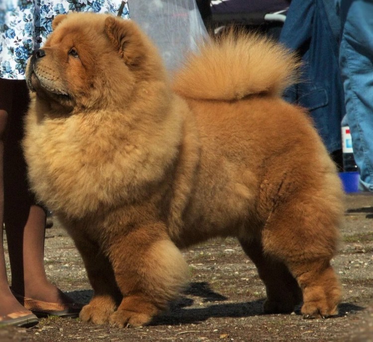 Чау-чау тибетский