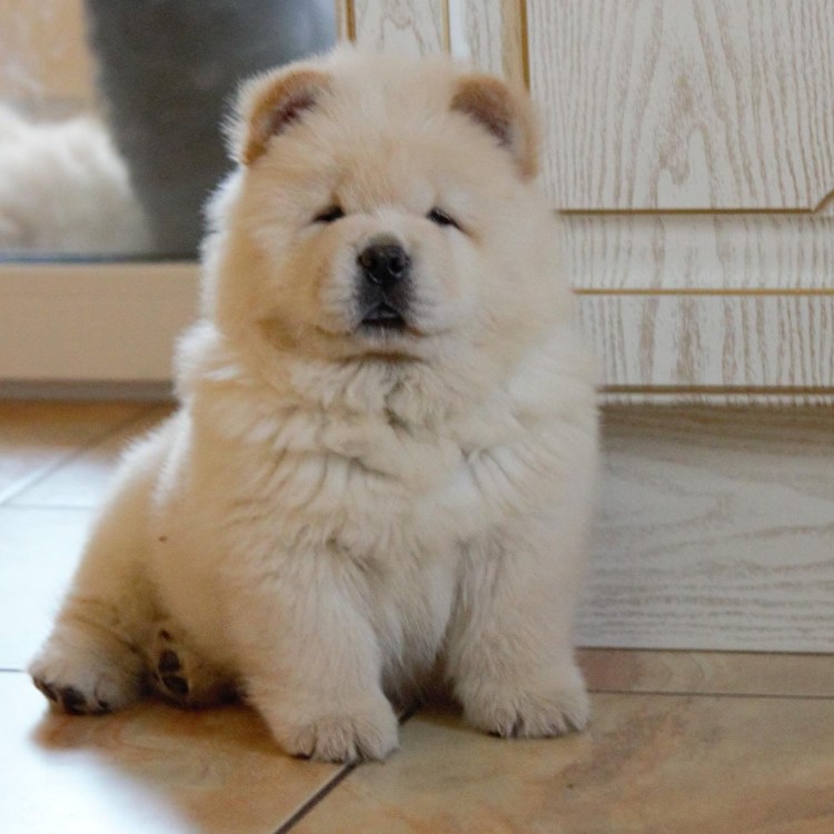 Пушистая собака чау-чау