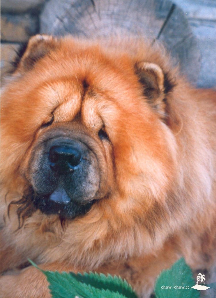 Порода чау чау