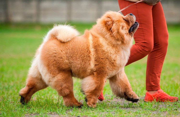 Чау чау с человеком