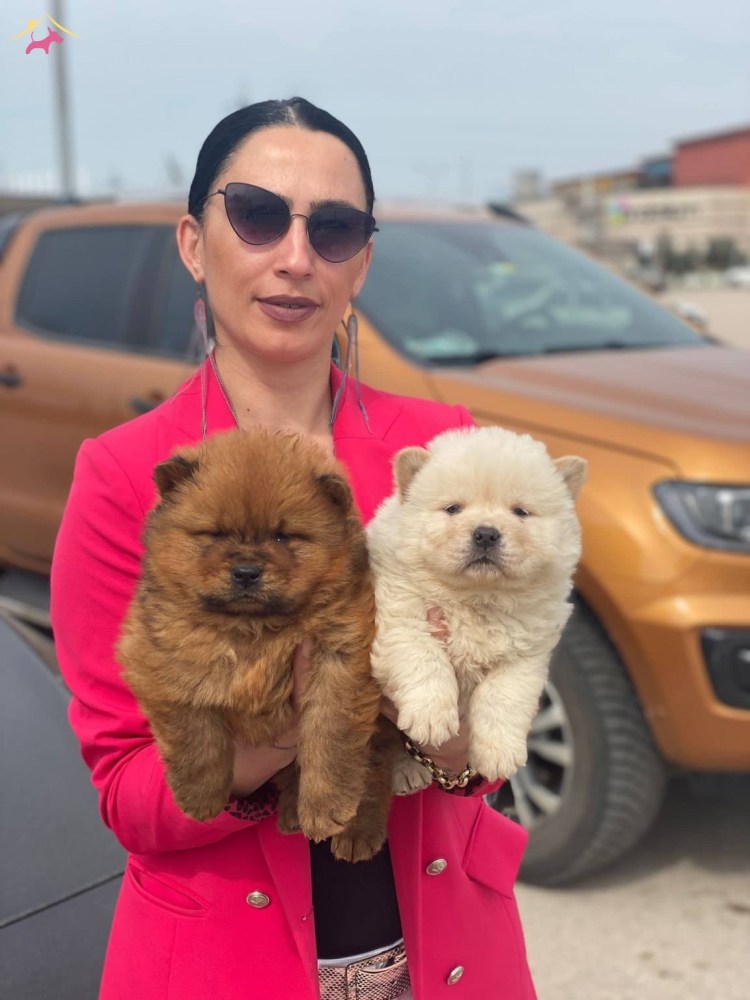 Чау чау рост