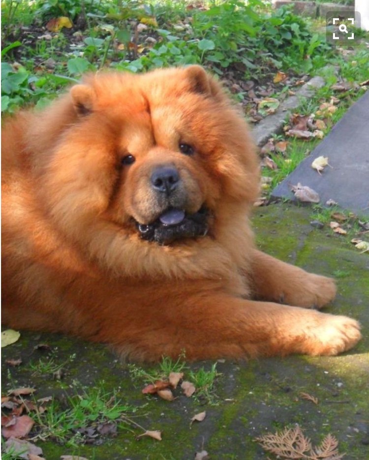 Грумер экзотических животных