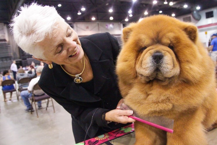 Чау чау рыжая гомозиготна