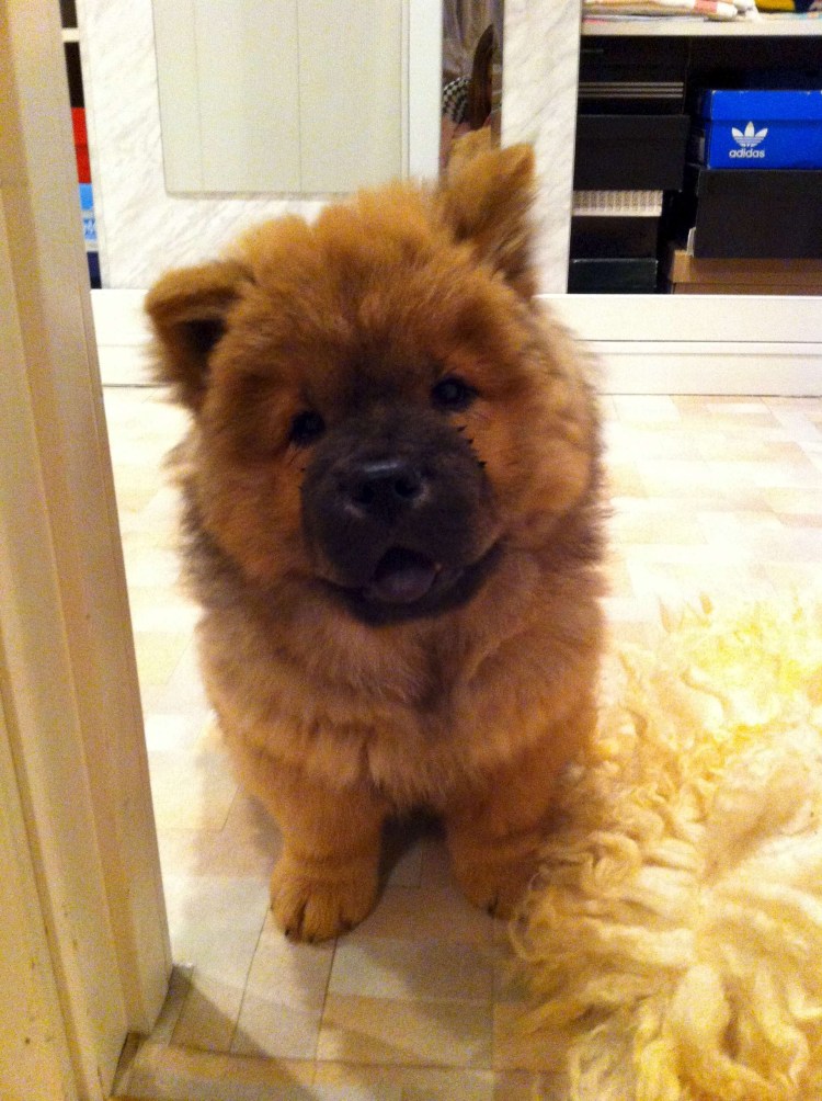 Чау чау 1835-1930