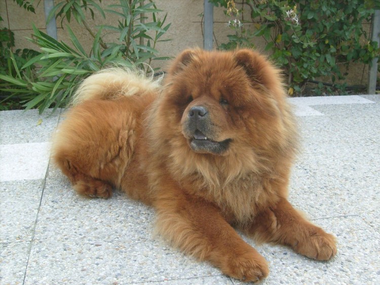 Чау чау Фрейда