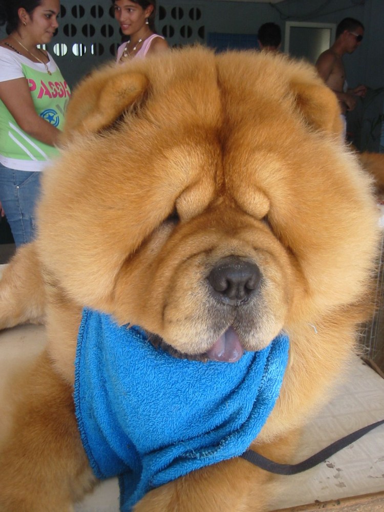 Пандовые чау чау