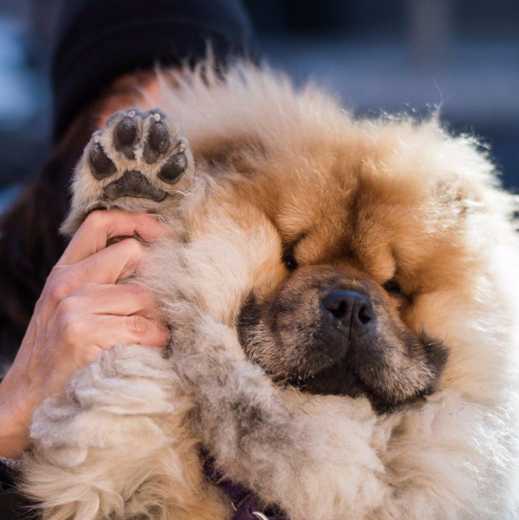 Чау чау взрослый