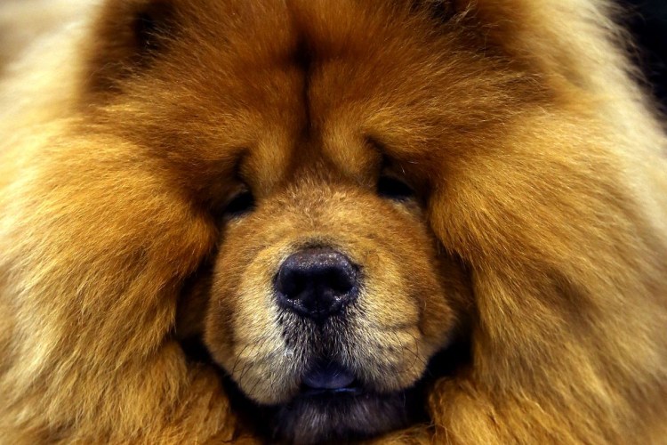 Чау чау альбинос