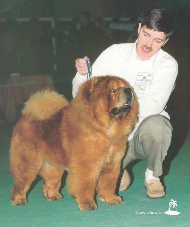 Чау чау гигант