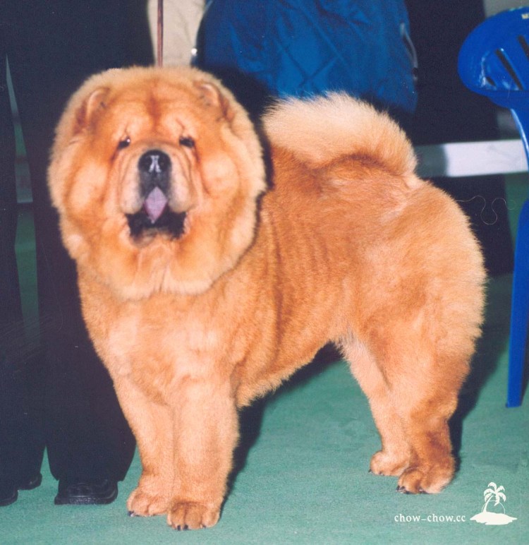 Сибирский чау чау