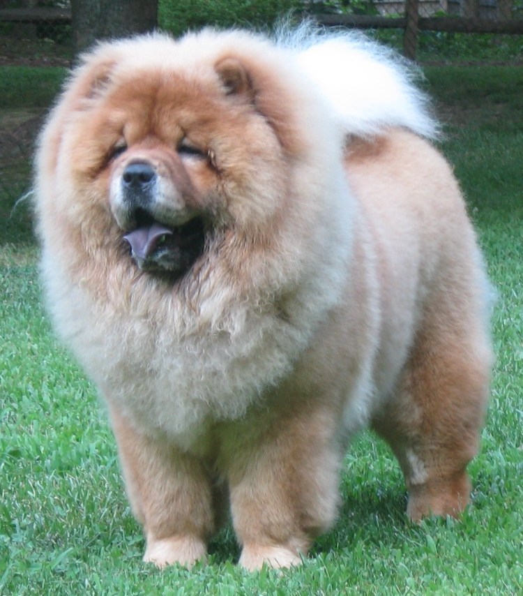 Чау чау в одежде