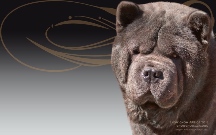 Старотипный чау чау