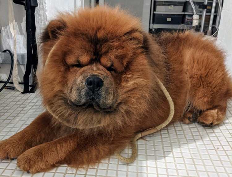 Порода чау чау