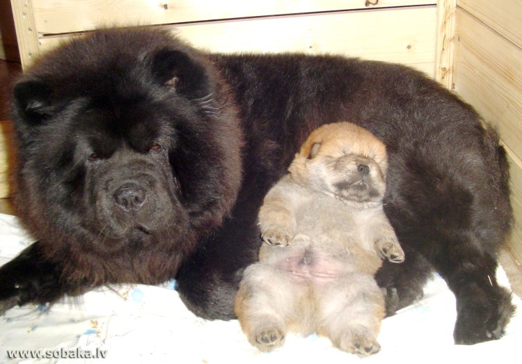 Карликовые чау-чау