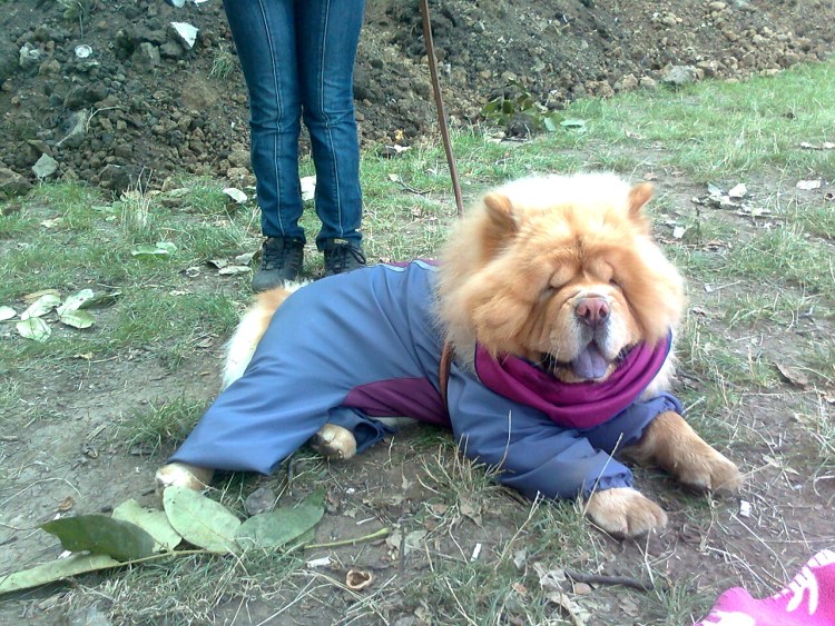 Монопородная выставка чау чау милая Мила