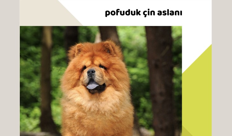 Чау чау рыжий