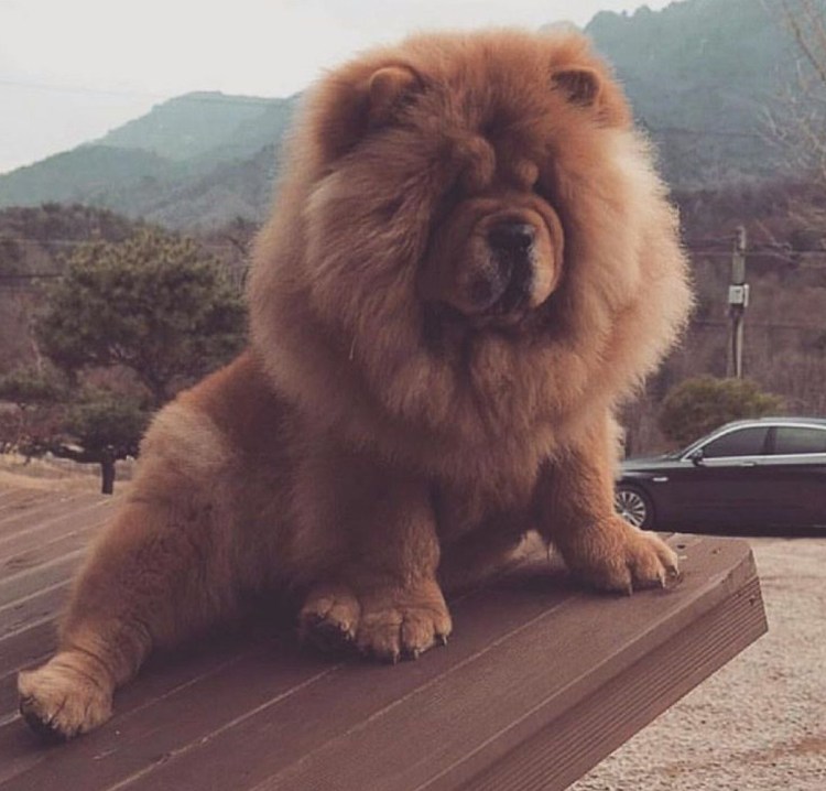 Чау чау с человеком