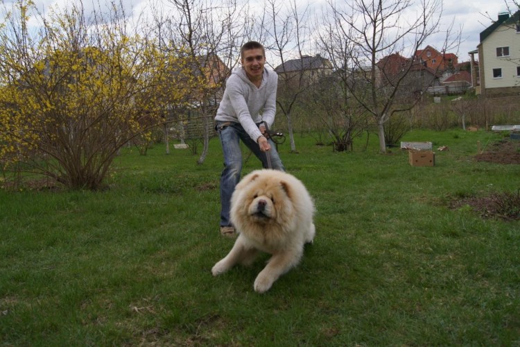 Чао Чао рост