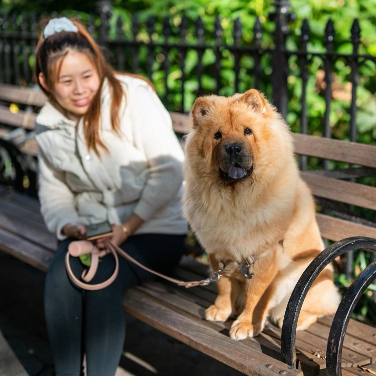 Порода чау чау