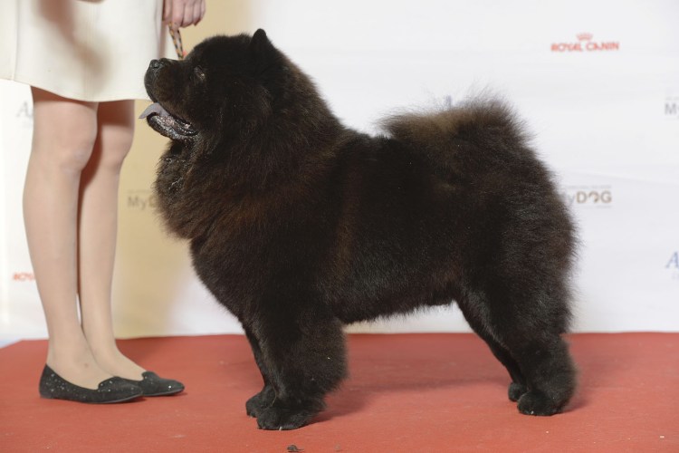 Собаки породы Чао Чао