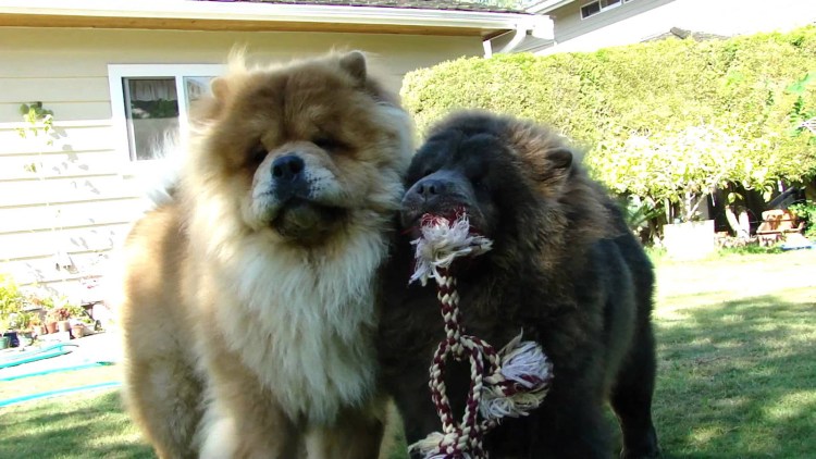 Японская порода собак чау-чау