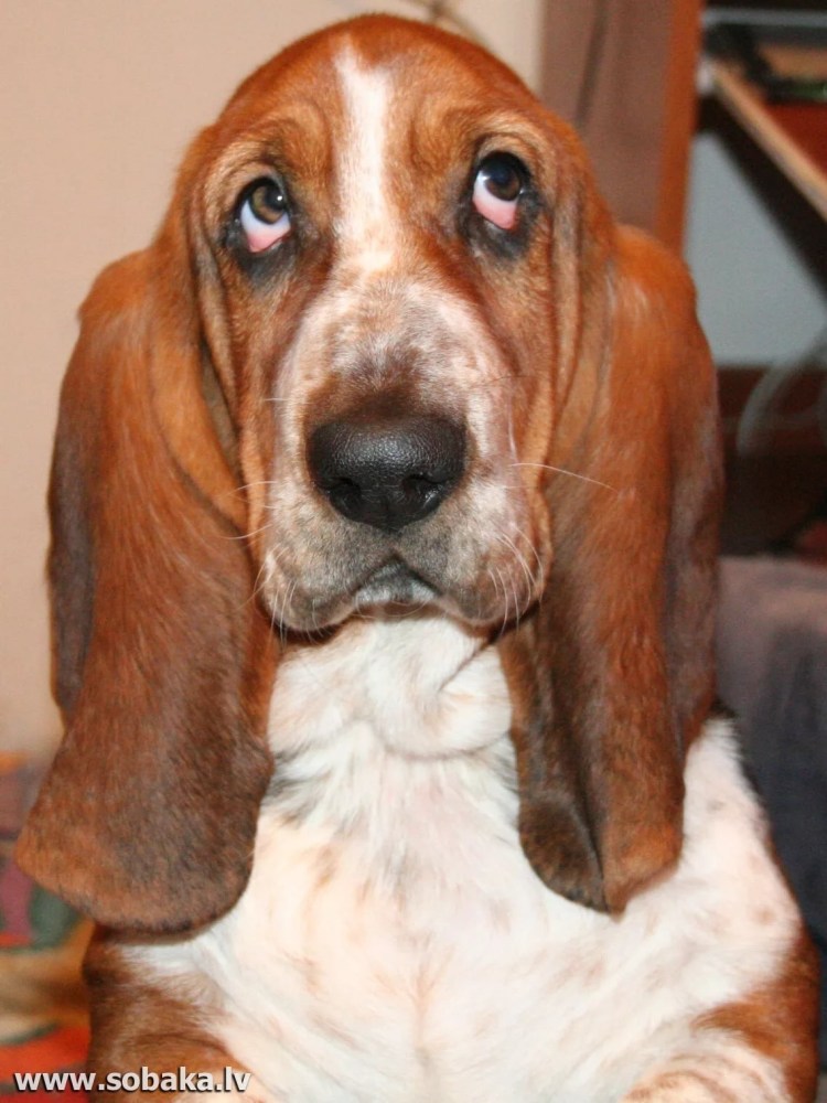 Кокер Бассет