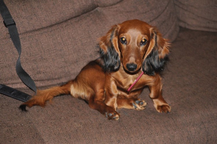 Щенок Чарли скинг кокер спаниель