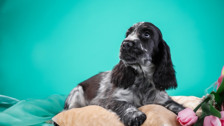 Уши спаниеля